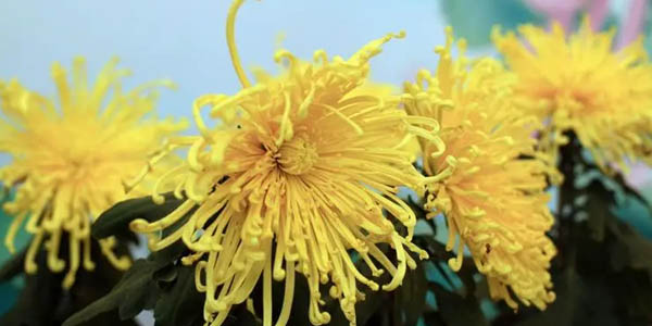 菊花水培技術方法簡介
